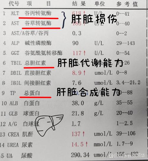 孕期肝功能转氨酶偏高，是孕期正常生理变化还是潜在健康风险？-第2张图片-郑州医学网