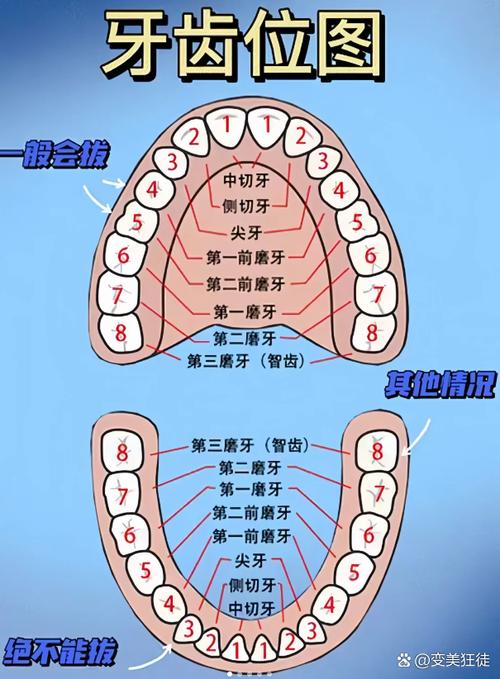 儿童自己拔牙方法图解-第3张图片-郑州医学网