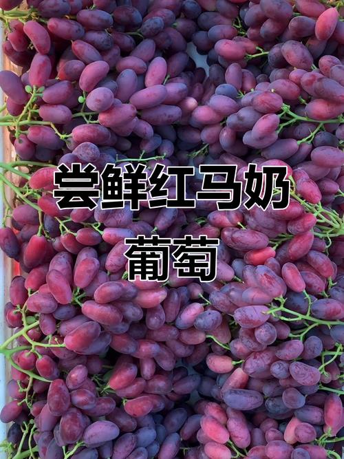 孕期可以吃马奶葡萄吗-第1张图片-郑州医学网