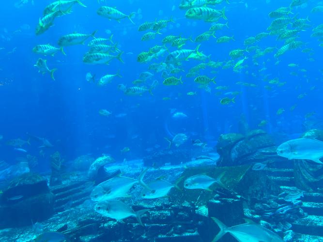 孕期去海里游泳安全吗?需注意哪些风险与防护措施?-第1张图片-郑州医学网 孕期去海里游泳安全吗?需注意哪些风险与防护措施?-第1张图片-郑州医学网