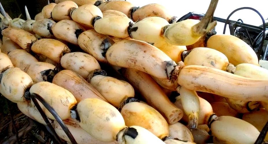 孕期贫血可以吃莲藕吗-第3张图片-郑州医学网