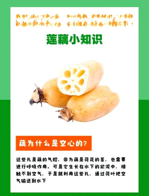 孕期贫血可以吃莲藕吗-第1张图片-郑州医学网