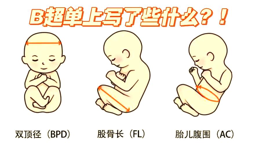 孕期胎儿股骨每周增长规律是怎样的？不同孕周增长速度有何差异？-第2张图片-郑州医学网