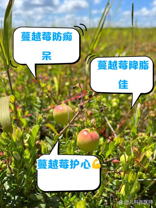 怀孕期间能吃蔓越莓吗-第3张图片-郑州医学网