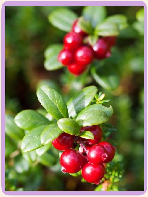 怀孕期间能吃蔓越莓吗-第2张图片-郑州医学网