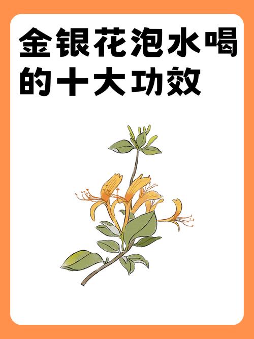 孕期感冒能不能喝金银花？对胎儿有影响吗？-第2张图片-郑州医学网