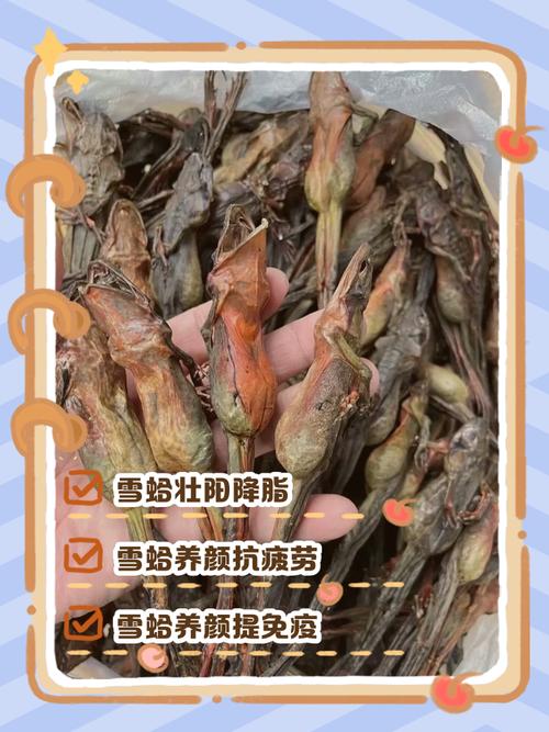 备孕期间可以吃雪蛤吗-第1张图片-郑州医学网