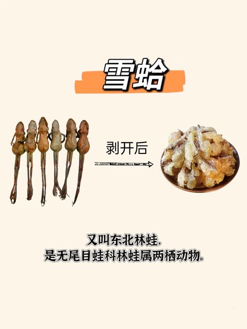 备孕期间可以吃雪蛤吗-第2张图片-郑州医学网