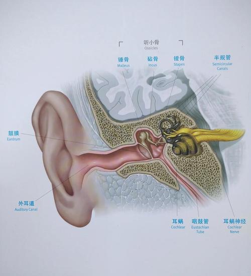 新生儿耳声发射不通过-第2张图片-郑州医学网