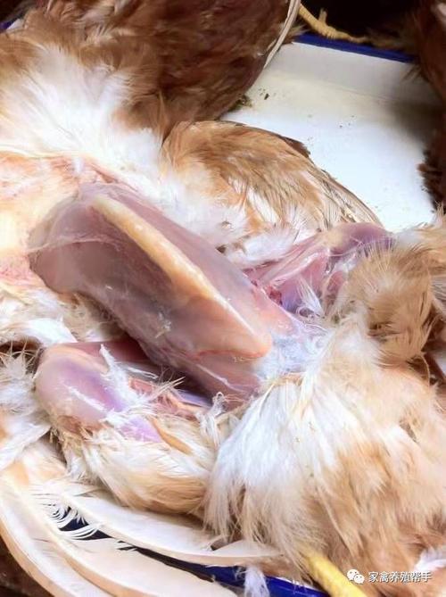 孕期大便有白色分泌物-第2张图片-郑州医学网 孕期大便有白色分泌物-第2张图片-郑州医学网