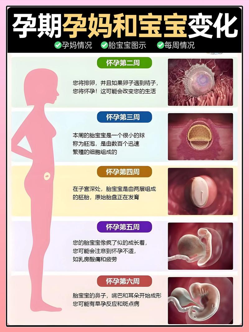 怀孕期婴儿发育过程图，不同阶段胎儿有哪些关键变化？-第1张图片-郑州医学网