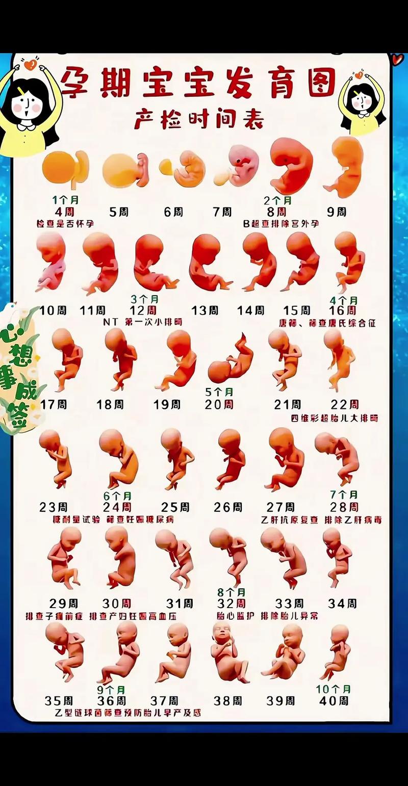 孕期28周胎儿发育图,此时胎儿到底长成啥样了?关键发育指标有哪些?-第1张图片-郑州医学网 孕期28周胎儿发育图,此时胎儿到底长成啥样了?关键发育指标有哪些?-第1张图片-郑州医学网