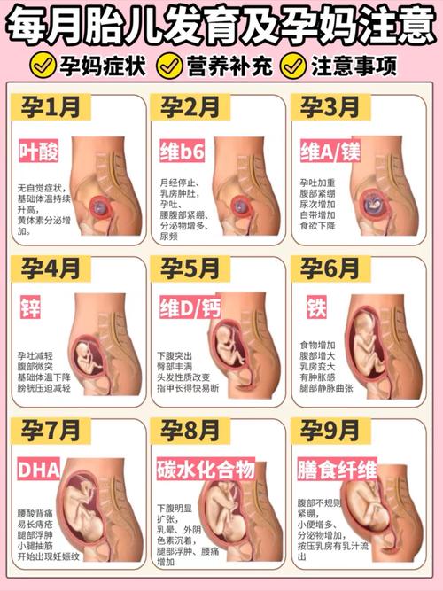 孕期各阶段胎儿发育图，如何精准解读胎儿每周变化及关键发育信号？-第2张图片-郑州医学网