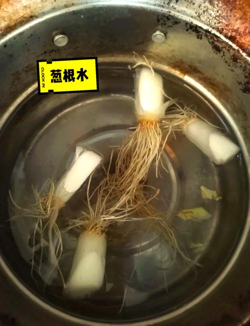 新生儿能喝葱头水吗？科学依据与潜在风险是什么？-第1张图片-郑州医学网