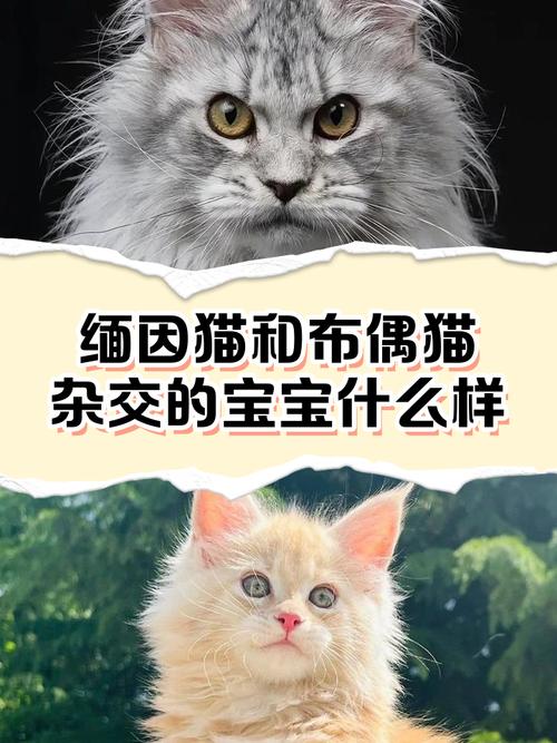 新生儿接触猫狗会引发过敏或感染风险吗?如何科学防护确保安全?-第2张图片-郑州医学网 新生儿接触猫狗会引发过敏或感染风险吗?如何科学防护确保安全?-第2张图片-郑州医学网