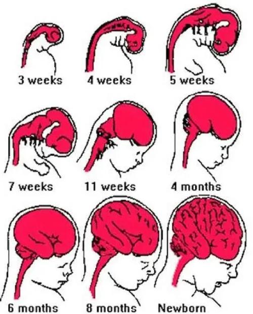 孕期怎么做才能让宝宝更聪明？有哪些科学方法能促进胎儿大脑发育？-第3张图片-郑州医学网