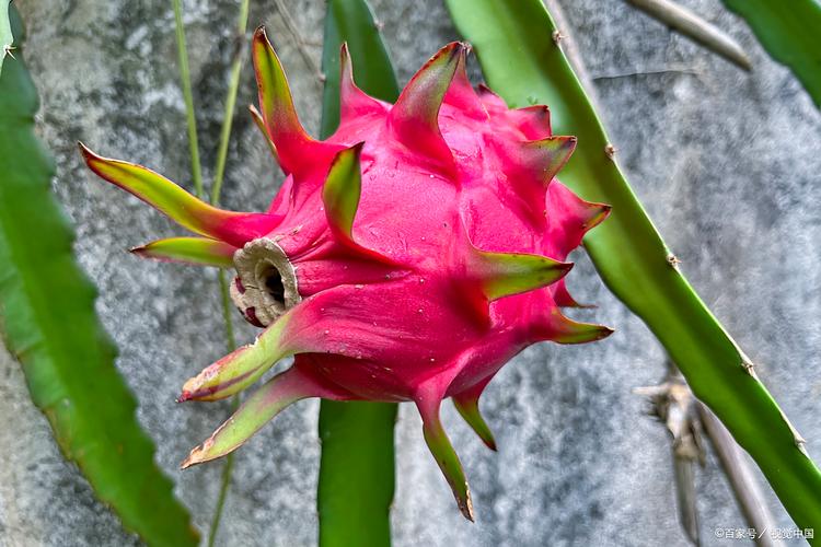 备孕期间吃火龙果有什么好处？会不会影响受孕呢？-第3张图片-郑州医学网