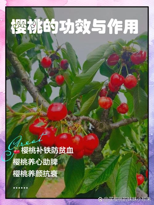 怀孕期间吃樱桃的好处-第3张图片-郑州医学网