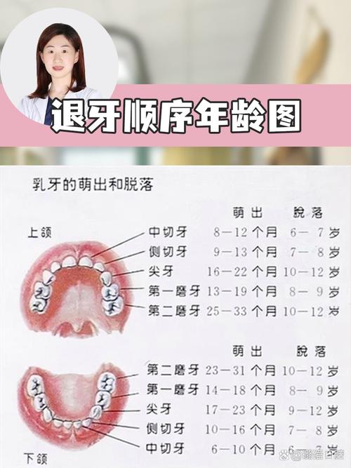 儿童的大臼齿（恒磨牙）需要换牙吗？它与乳牙有何区别？-第2张图片-郑州医学网