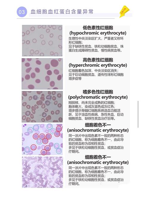孕期血红蛋白和红细胞的变化对胎儿发育有哪些关键影响？-第1张图片-郑州医学网