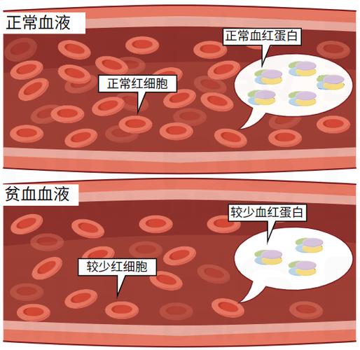 孕期血红蛋白和红细胞的变化对胎儿发育有哪些关键影响？-第3张图片-郑州医学网