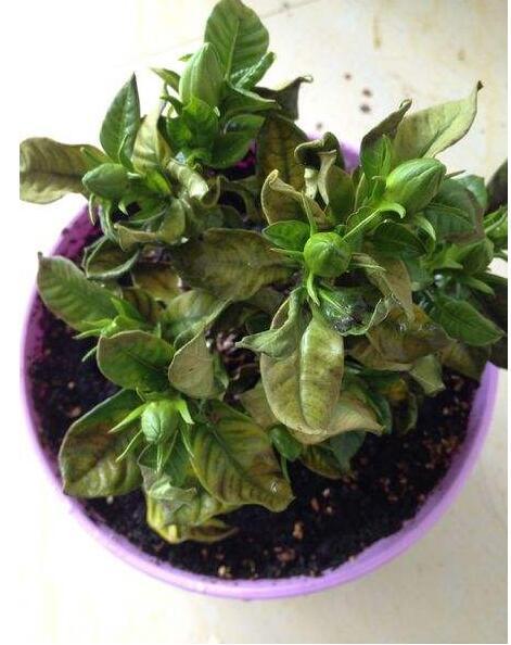 孕期白带发绿是感染信号吗？需要立即就医处理吗？-第2张图片-郑州医学网