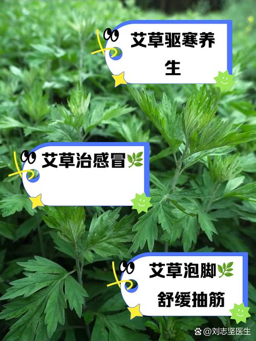 孕期用艾叶泡脚可以吗-第3张图片-郑州医学网 孕期用艾叶泡脚可以吗-第3张图片-郑州医学网