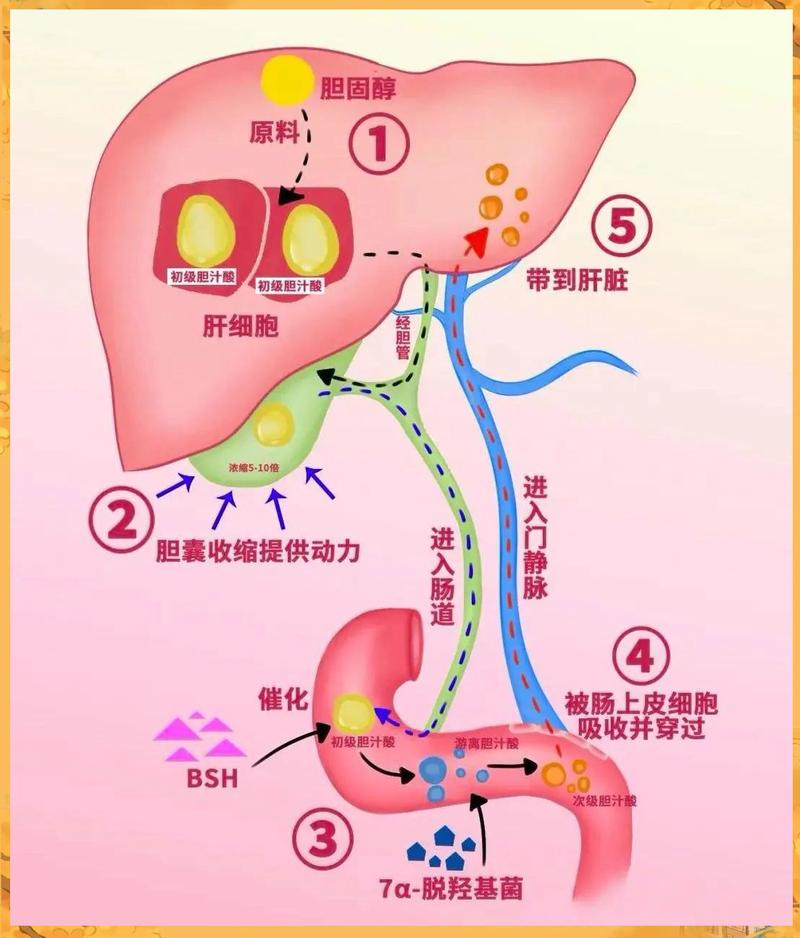 孕期甘胆酸检查是评估什么健康风险的指标?-第1张图片-郑州医学网 孕期甘胆酸检查是评估什么健康风险的指标?-第1张图片-郑州医学网