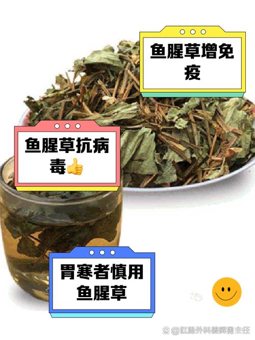 备孕期可以喝鱼腥草吗-第1张图片-郑州医学网