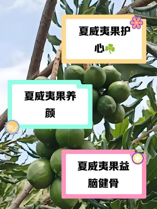 夏威夷果儿童能吃吗？多大年龄能吃？每天吃多少合适？-第2张图片-郑州医学网