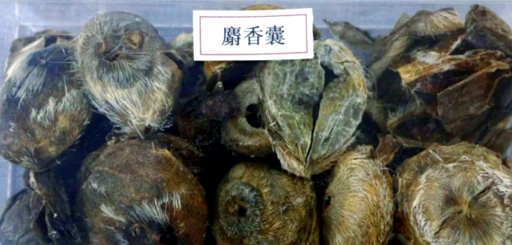 麝香对儿童有什么危害-第3张图片-郑州医学网