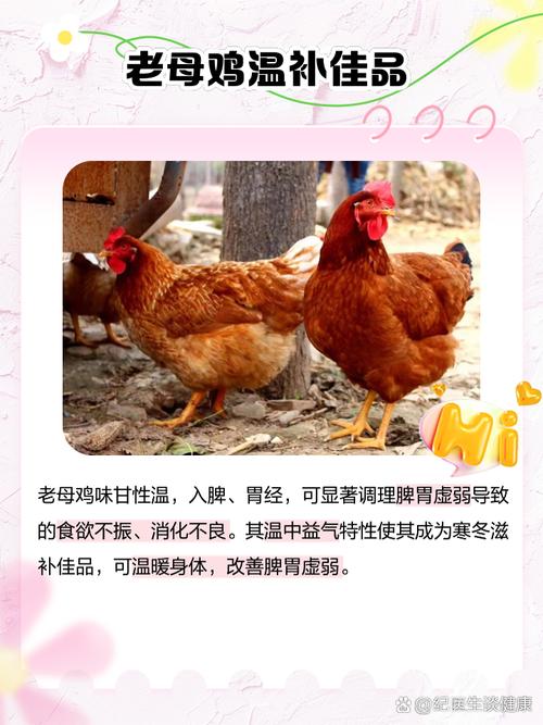 孕期进补选老母鸡还是公鸡？营养差异与胎儿发育影响大揭秘！-第2张图片-郑州医学网