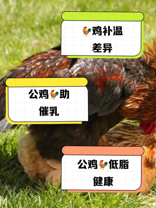 孕期进补选老母鸡还是公鸡？营养差异与胎儿发育影响大揭秘！-第3张图片-郑州医学网