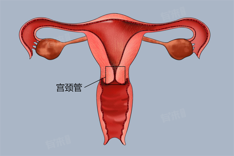 孕期宫颈管分离3mm需要紧张吗？会不会影响胎儿健康？-第3张图片-郑州医学网