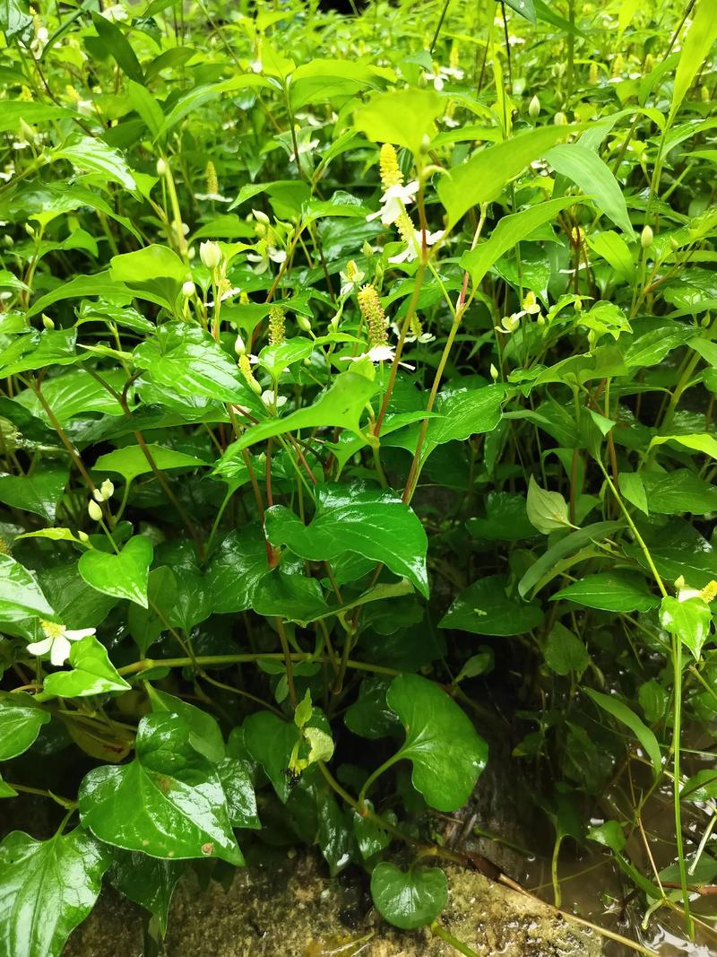 孕期食用鱼腥草叶安全吗?对胎儿发育有潜在风险吗?-第1张图片-郑州医学网 孕期食用鱼腥草叶安全吗?对胎儿发育有潜在风险吗?-第1张图片-郑州医学网