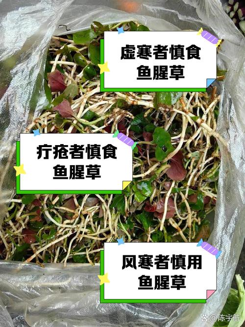 孕期食用鱼腥草叶安全吗?对胎儿发育有潜在风险吗?-第3张图片-郑州医学网 孕期食用鱼腥草叶安全吗?对胎儿发育有潜在风险吗?-第3张图片-郑州医学网