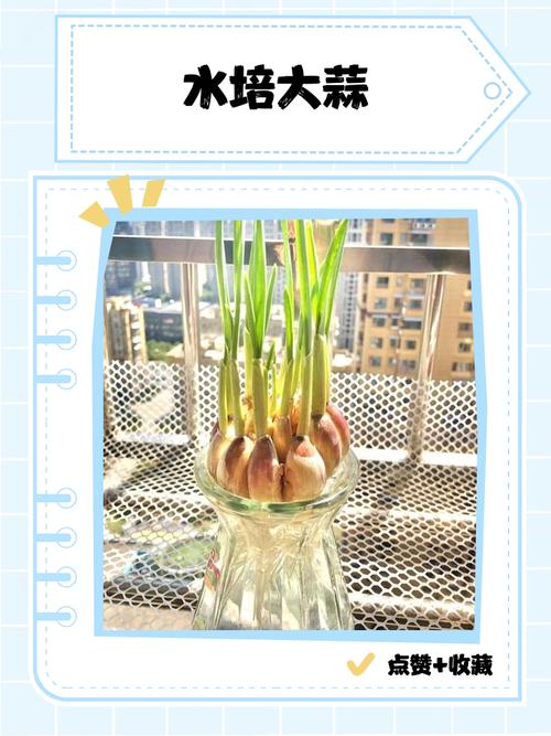 孕期食用发芽大蒜安全吗？会对胎儿发育有不良影响吗？-第2张图片-郑州医学网