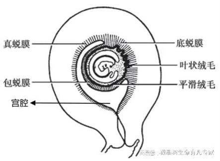 孕期积液会自行流出吗？对胎儿有影响吗？需要怎么处理？-第2张图片-郑州医学网