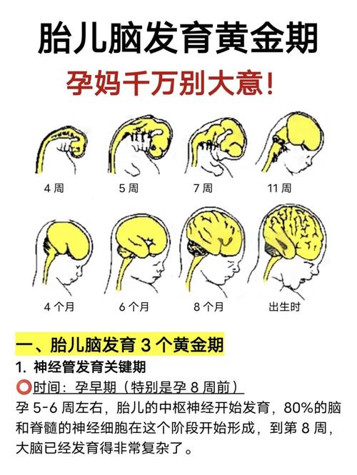 孕期如何精准排查胎儿脑神经发育异常？检查方法有哪些？-第2张图片-郑州医学网
