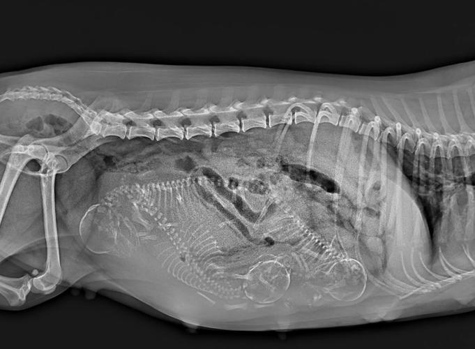 金毛怀孕期间能洗澡吗-第1张图片-郑州医学网