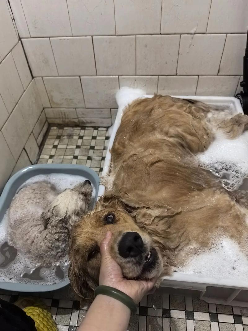 金毛怀孕期间能洗澡吗-第3张图片-郑州医学网