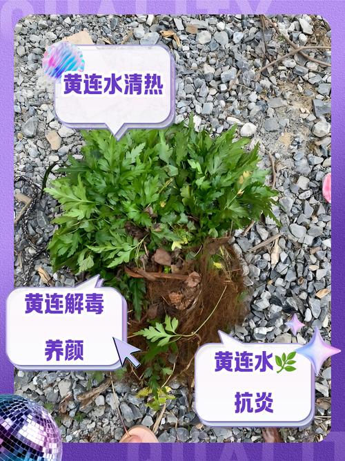 新生儿喂黄连水真的能去胎毒吗？科学依据在哪里？对宝宝肝脏有伤害吗？-第3张图片-郑州医学网