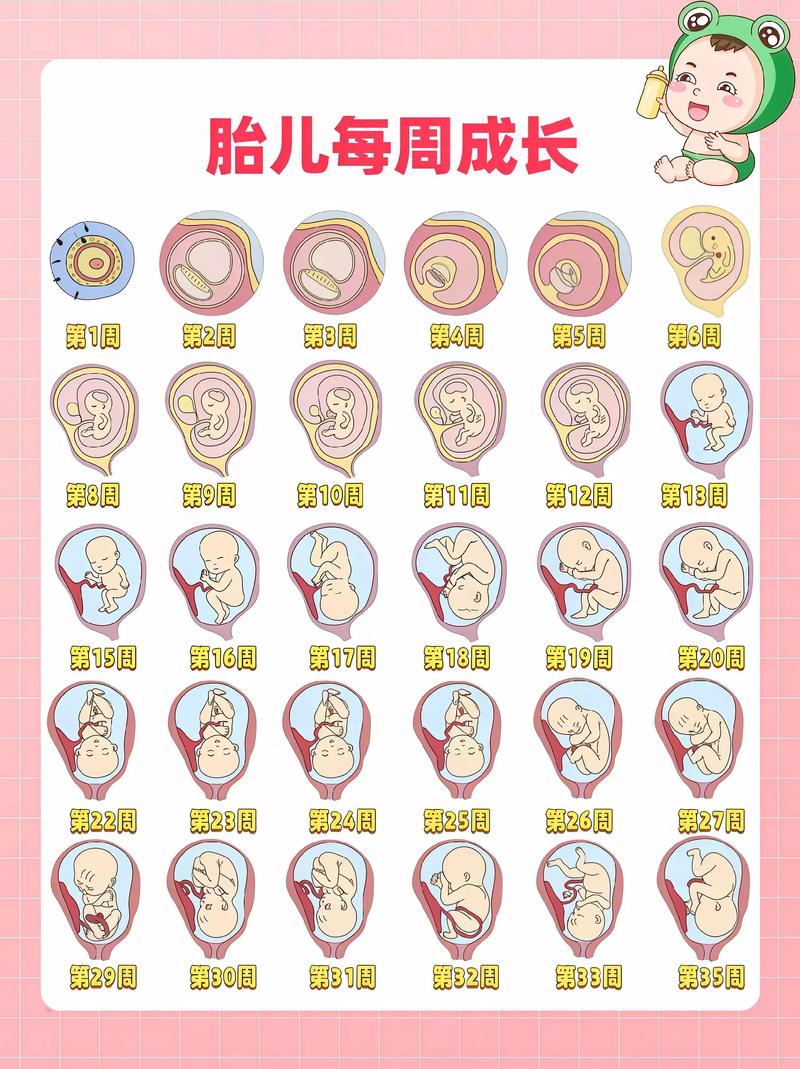 怀孕期间，胎儿在妈妈肚子里每天如何变化？这些成长过程你了解吗？-第1张图片-郑州医学网