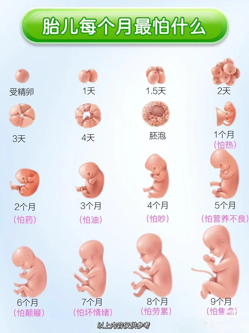 怀孕期间，胎儿在妈妈肚子里每天如何变化？这些成长过程你了解吗？-第2张图片-郑州医学网