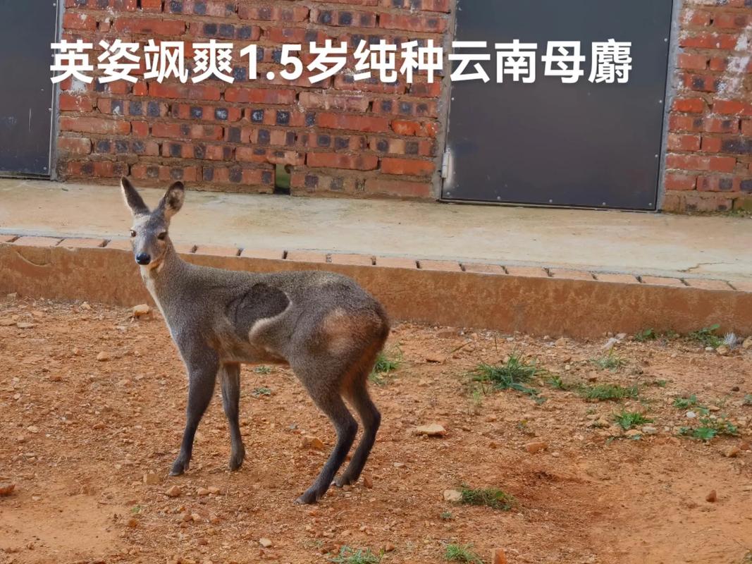 新生儿使用含麝香产品真的安全吗?会对生长发育造成潜在影响吗?-第1张图片-郑州医学网 新生儿使用含麝香产品真的安全吗?会对生长发育造成潜在影响吗?-第1张图片-郑州医学网