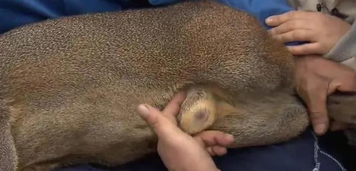 新生儿使用含麝香产品真的安全吗?会对生长发育造成潜在影响吗?-第3张图片-郑州医学网 新生儿使用含麝香产品真的安全吗?会对生长发育造成潜在影响吗?-第3张图片-郑州医学网