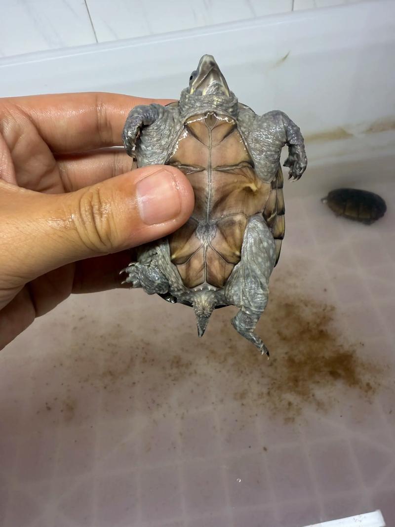 新生儿使用含麝香产品真的安全吗？会对生长发育造成潜在影响吗？-第2张图片-郑州医学网