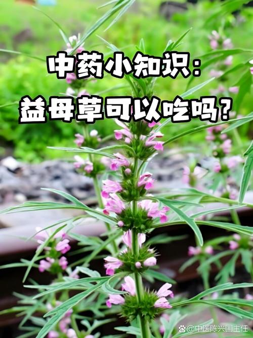 备孕期间喝益母草会影响受孕或胎儿健康吗？-第1张图片-郑州医学网