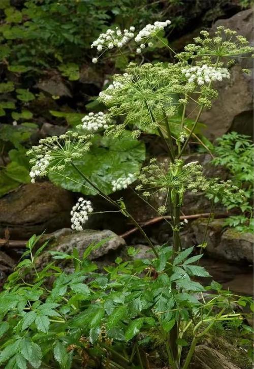 怀孕期间当归到底能不能吃？对胎儿有影响吗？-第2张图片-郑州医学网