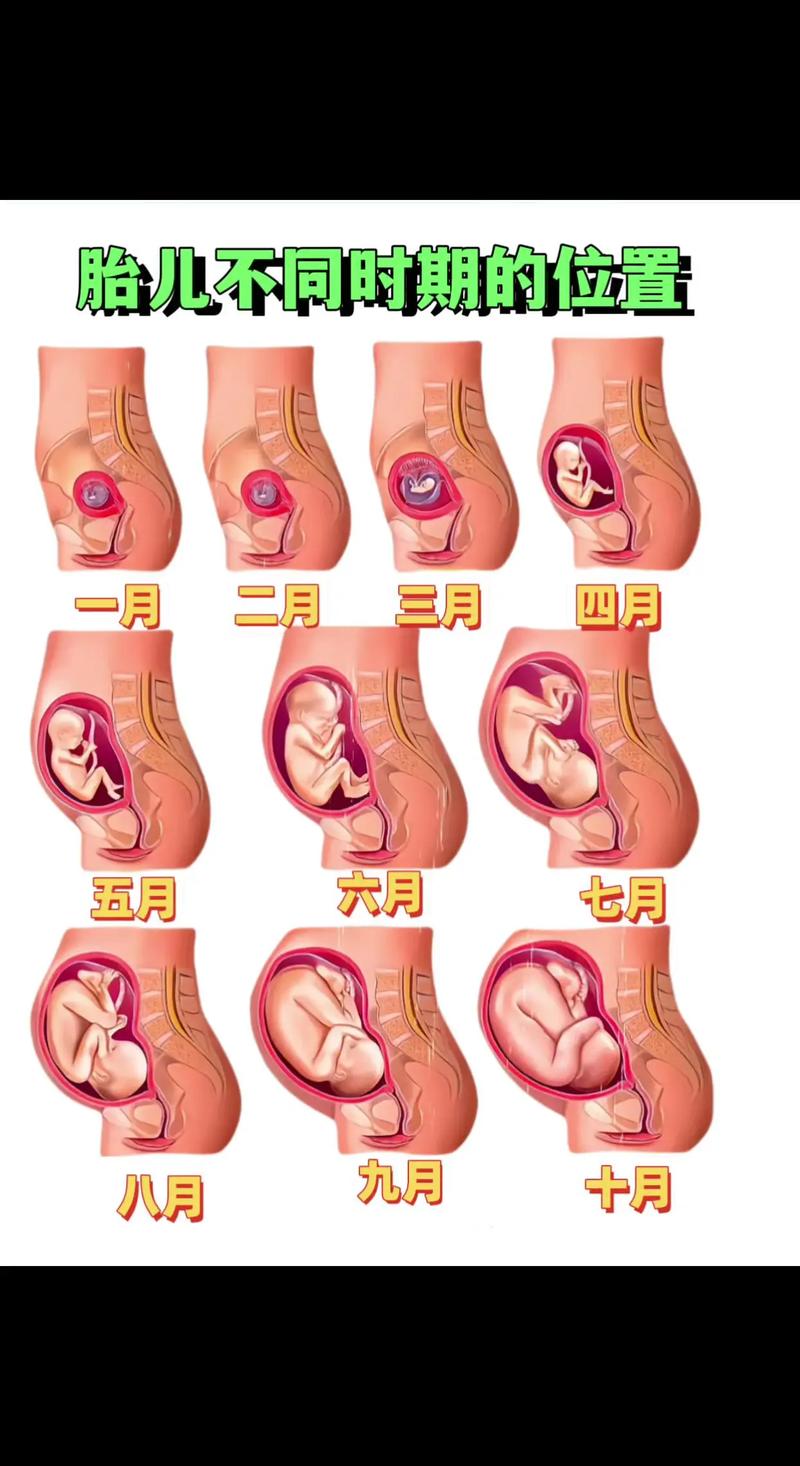怀孕期间宝宝总在右边动，是正常现象还是需要警惕的信号？-第2张图片-郑州医学网